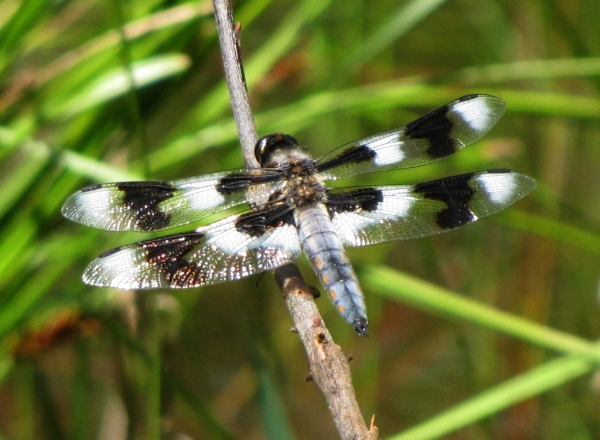 Photo of Libellula forensis by Jim Riley